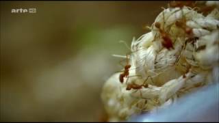 La Planète Des Fourmis Anatomie Dune Colonie  Documentaire [upl. by Mcmahon]