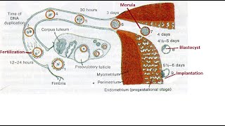 Germinal stage of developmental anatomy [upl. by Ramahs]