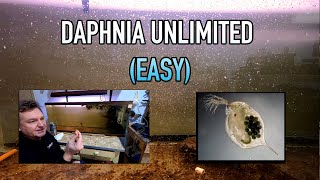 How I Raise Daphnia Water Fleas And You Can Too [upl. by Airamat998]