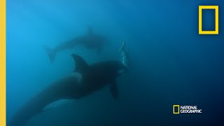 Orca Hunt Seven Gill Sharks  Orca vs Great White [upl. by Eidnew585]