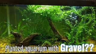 Planted Aquarium With Gravel  Very Easy [upl. by Maribeth507]