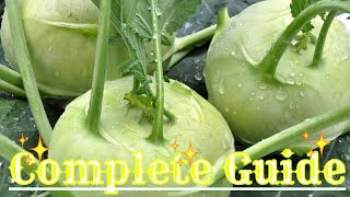 How to grow kohlrabi from seed [upl. by Constancy267]