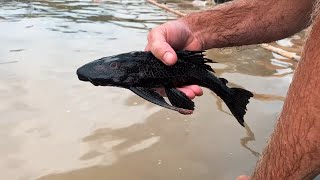 Common Plecos in the wild Peru Collecting [upl. by Nomma]