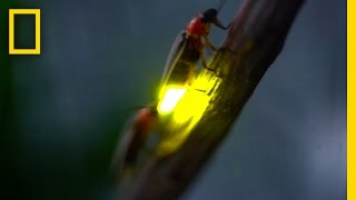 Watch Fireflies Glowing in Sync to Attract Mates  National Geographic [upl. by Nonarb]