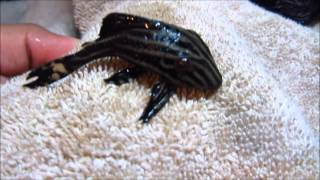 Pleco Care amp Info Hypostomus Plecostomus [upl. by Warram251]