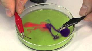 Petri Dish Electrolysis [upl. by Courtney]