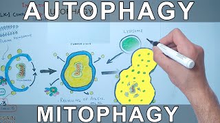 Autophagy Mechanism  Mitophagy [upl. by Maggio6]