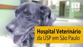 Hospital Veterinário da USP em São Paulo JornaldaUSP [upl. by Irv744]