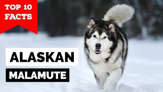 Alaskan Malamute  Top 10 Facts [upl. by Ahtera103]