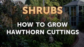 How to Grow Hawthorn Cuttings [upl. by Mira]