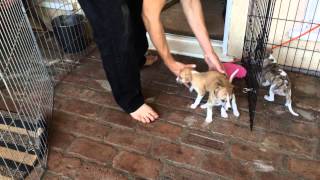 Whippet Puppies first day outside 4 weeks old [upl. by Iarahs]