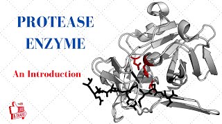 PROTEASE ENZYME An Introduction [upl. by Arit355]