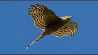 Sparrowhawk Bird Call Bird Song [upl. by Enilarac647]