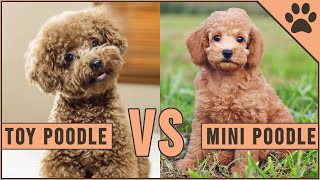 Toy Poodle vs Miniature Poodle [upl. by Rayna]