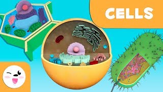 The cell Structure functions and its parts  Science for kids [upl. by Leunam]