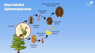 Reproduksi Tumbuhan Gymnospermae [upl. by Notfa]