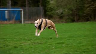 Whippet  running at 35 miles per hour [upl. by Asyl]