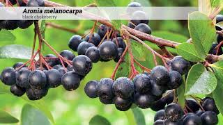 black chokeberry Aronia melanocarpa [upl. by Laikeze563]