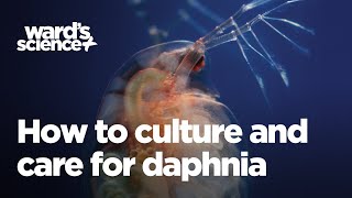 Caring and Culturing for Daphnia [upl. by Meesaw794]