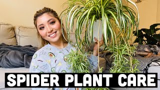 HOW TO PROPAGATE SPIDER PLANTS  SPIDER PLANT CARE [upl. by Gilles]