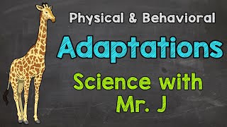 What are Adaptations  Physical Adaptations amp Behavioral Adaptations [upl. by Ragg]