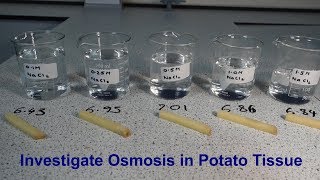 Osmosis Required Practical GCSE Biology [upl. by Kalman354]