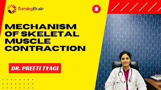 Mechanism of Skeletal Muscle Contraction [upl. by Siclari516]