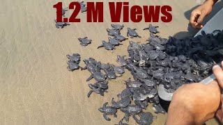 New Born Baby Turtles Released in the Ocean by The People [upl. by Tereb]