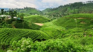 Exploring Sri Lankas Tea Plantations [upl. by Avehsile]