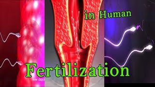 Fertilization 3D Animation [upl. by Cired]