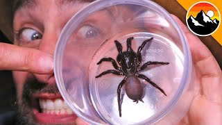 Milking the Worlds Most Venomous Spider [upl. by Nasah470]