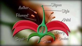 Flower Dissection  Reproduction in flowering plants [upl. by Lenoyl466]