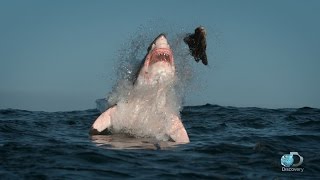 Breaching Great White Sharks  Shweekend [upl. by Asquith]