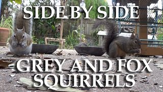 Side by side comparison of Grey Squirrel and Fox squirrel [upl. by Esikram]