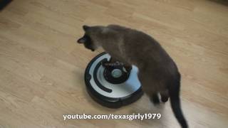 Cat shows HOW TO use iRobot Roomba Vacuum [upl. by Edrahc]