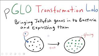 pGLO Bacterial Transformation Lab [upl. by Ragland743]