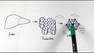 A2 Biology  The liver OCR A Chapter 154 [upl. by Adeys]