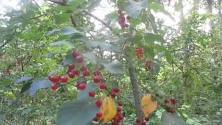 Tree ID Chokecherry 2 Fruiting [upl. by Liatnahs878]