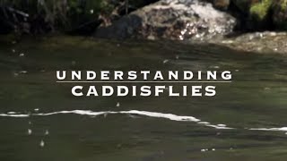 Understanding Caddisflies with Tom Rosenbauer [upl. by English717]