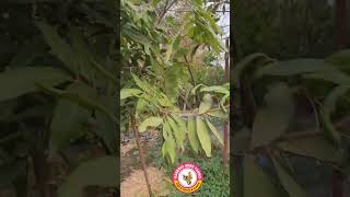 Longan Fruiting at farm in India [upl. by Etyam]