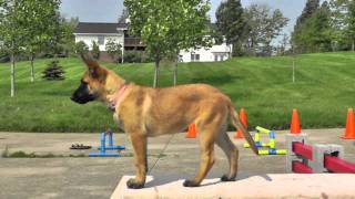 Malinois Puppy Training 12 weeks 4 [upl. by Lekcim]