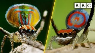 Peacock spiders dance for your life  BBC [upl. by Bradan793]