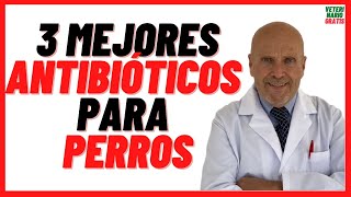 🟢 3 MEJORES ANTIBIÓTICOS para PERROS 🟢 con Heridas Abiertas Resfriados Gripe y Otitis 🟢 Dosis [upl. by Llesig260]