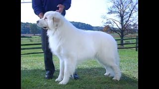 Great Pyrenees [upl. by Tiedeman120]