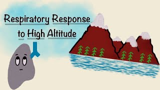 Respiratory Response To High Altitude  Acclimatization Physiology  Respiratory Physiology [upl. by Ydnerb915]