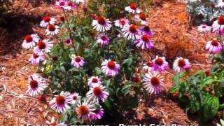 Echinacea purpurea  Purple Coneflower [upl. by Meikah]