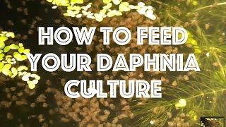 How To Feed Your Daphnia Culture [upl. by Argile]