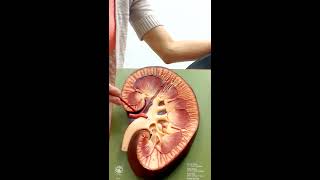 Urinary System Anatomy and Physiology II [upl. by Norted]