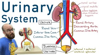 Urinary System  Structure Function Plastinated Kidney and Bladder 3D Model [upl. by Tice]