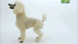 Dogs 101  Poodle [upl. by Cyprio]